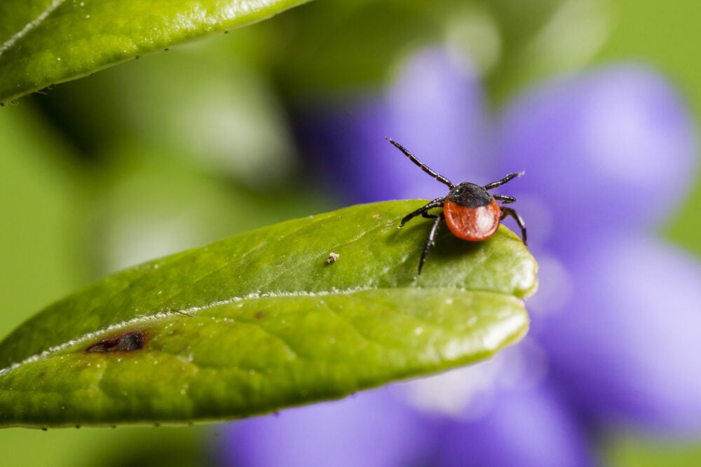 Eine Zecke sitzt auf einem Blatt bei Gartenarbeiten.